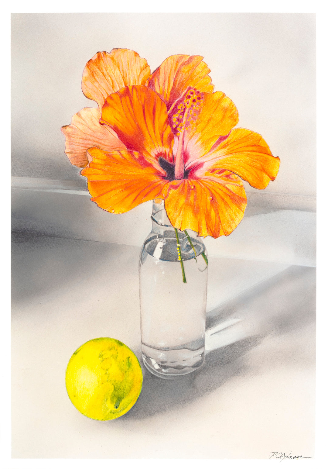 Haleiwa Still Life - Fine Art Giclee Print | Botanical Series