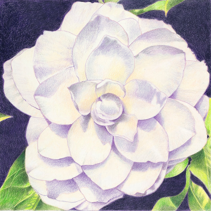 Lady Day - Open Edition Fine Art Giclée Print | Botanical Series